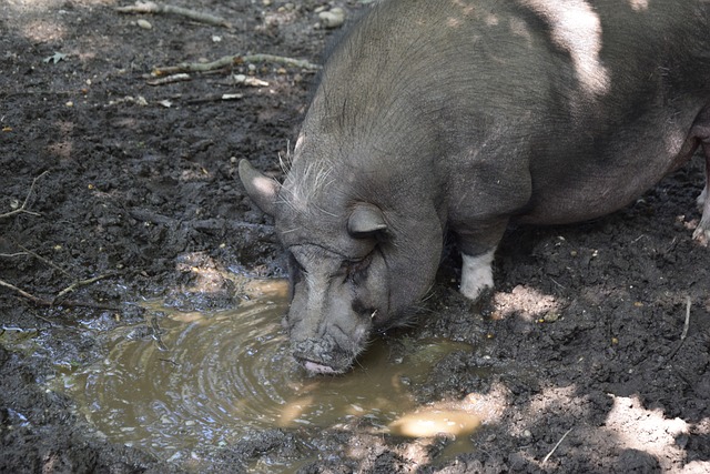 巴乔：希望意大利能晋级世界杯；我对94年美国世界杯终身难忘